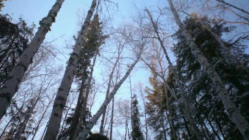 Some things kick back when you'’re cutting into a tree