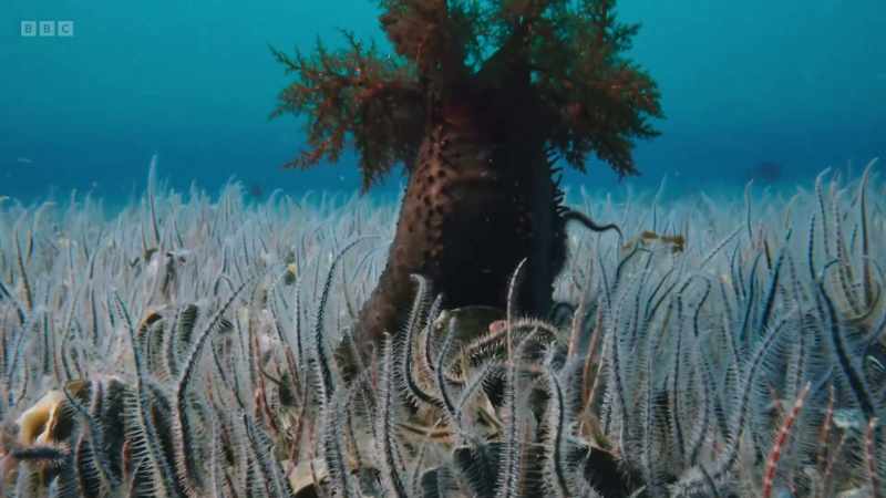 Some underwater communities are extraordinarily beautiful