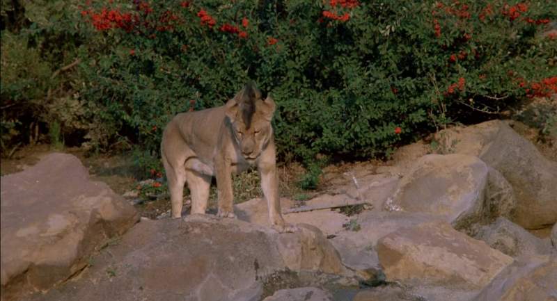Somebody must've wanted that lion's mane bad to pull a stunt like that