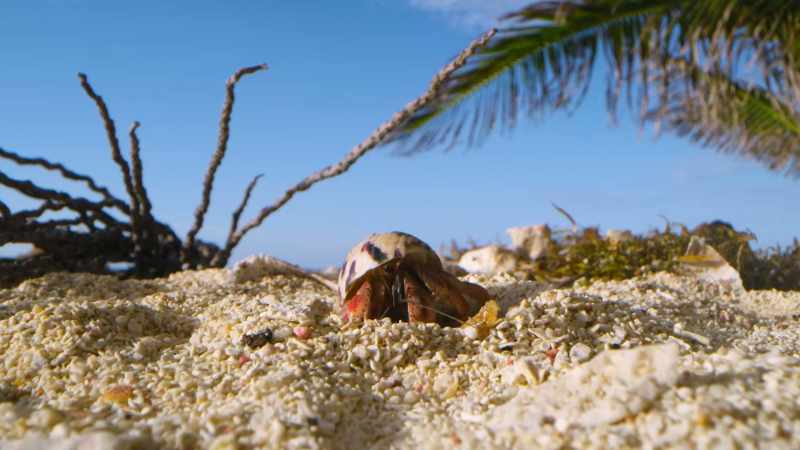 Somehow, a crab just knows when it's found the right home