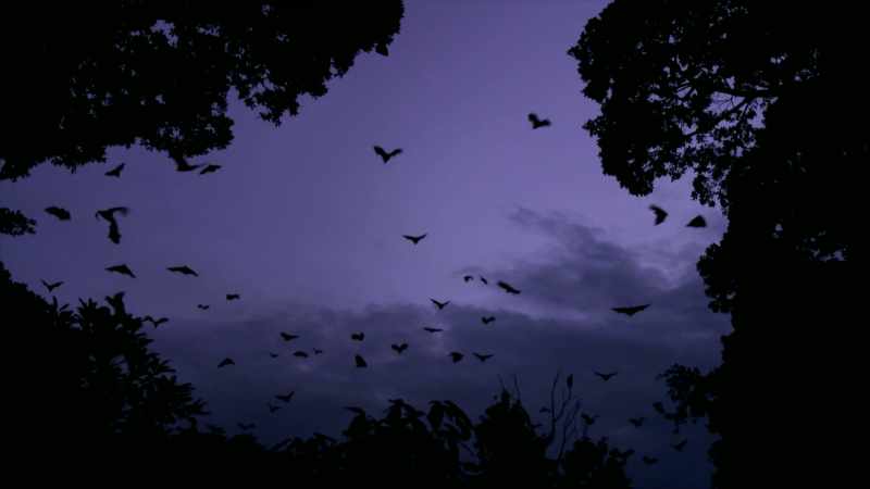 Somehow, bats