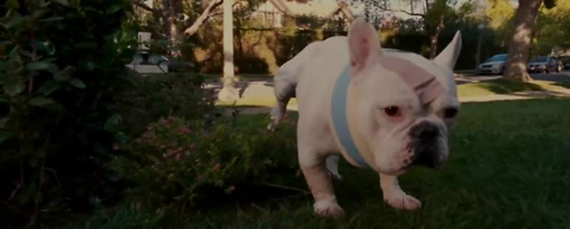Someone's peeing on the lawn