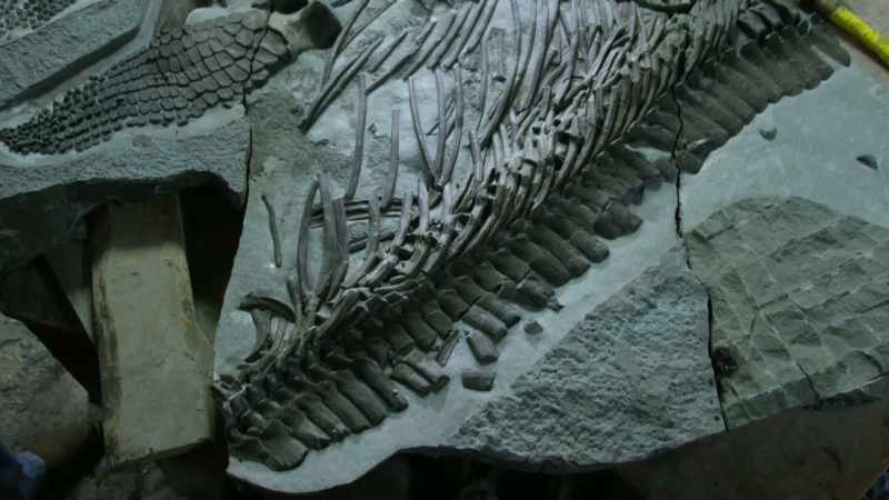 Something has actually crushed this rib cage