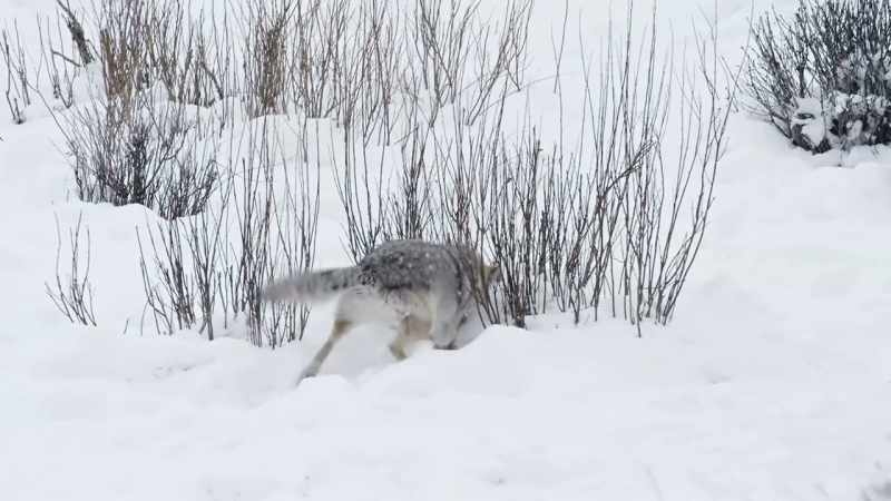 Sometimes a hunter, often a scavenger