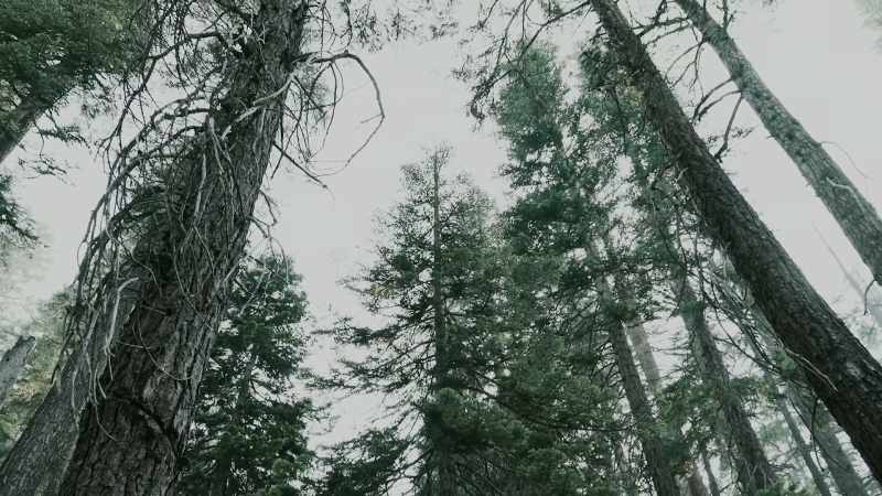 Sometimes you hear a sound out here