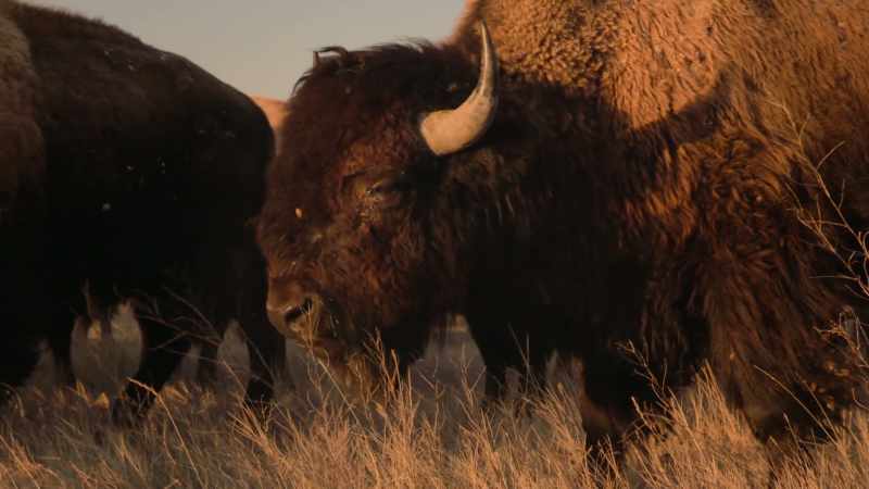 Sometimes the animals would ebb and flow