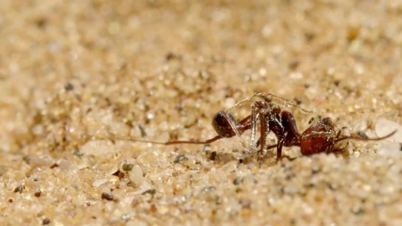 Sometimes, the spoor spider lets the sun do its killing