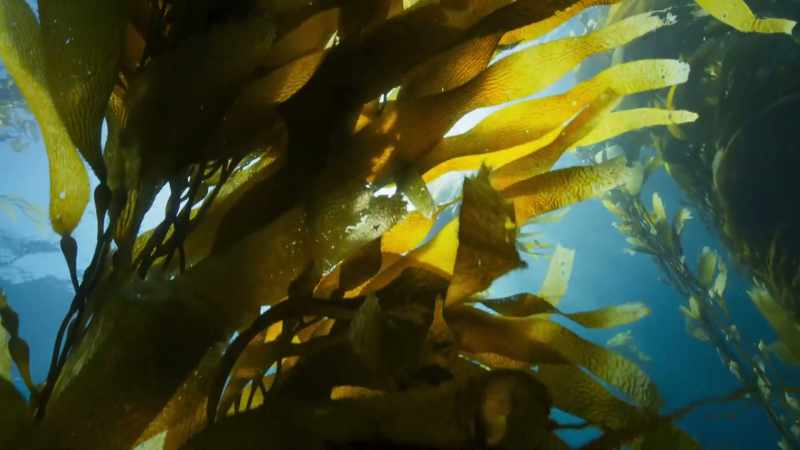 Soon, a marine forest has materialised