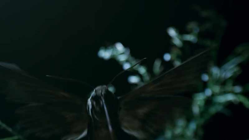 Soon, they attract hawk moths