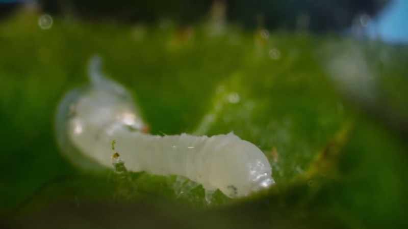 Soon, the caterpillars have hatched