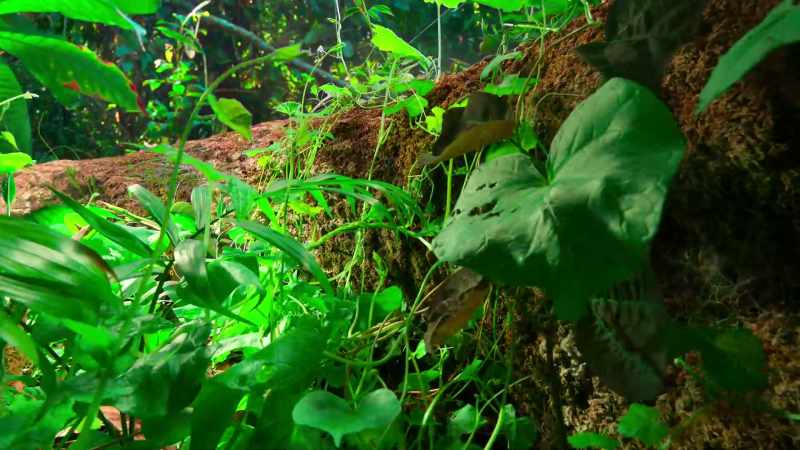 Soon the fallen giant is carpeted in new growth