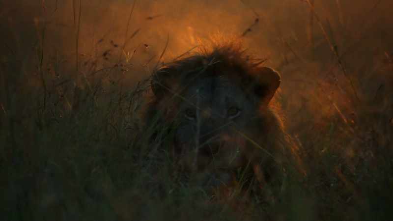 Soon, the new males begin to impose their authority on the Marsh Pride