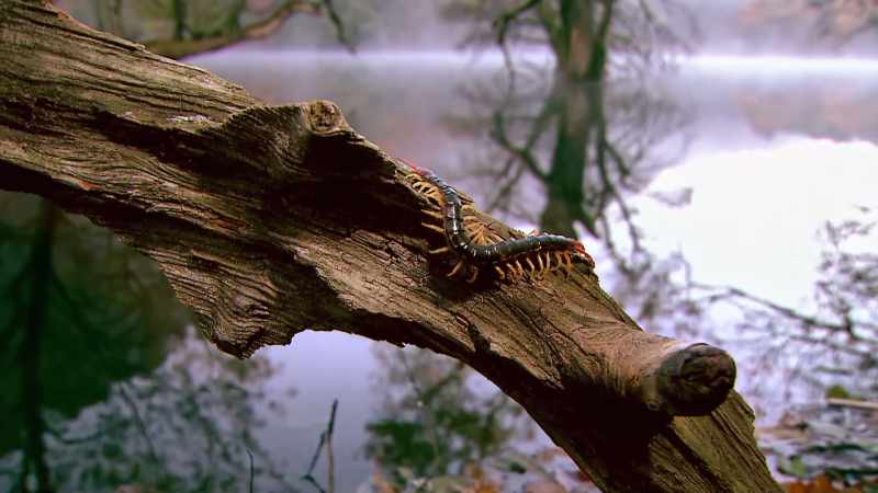 Sorry, but this nightmare on elm tree