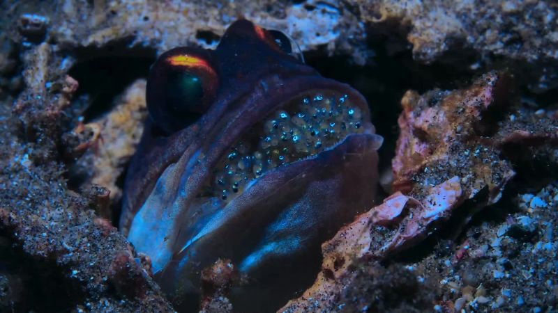 Spawning together ensures as many new lives as possible