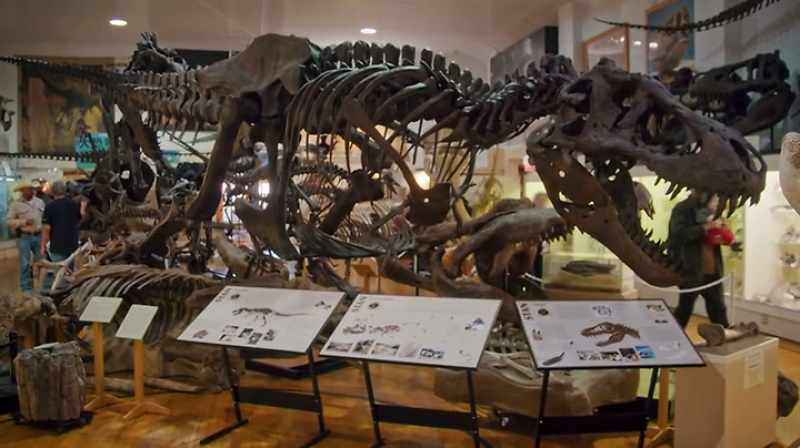 SPECIMENS WITH 30% OF THEIR BONES