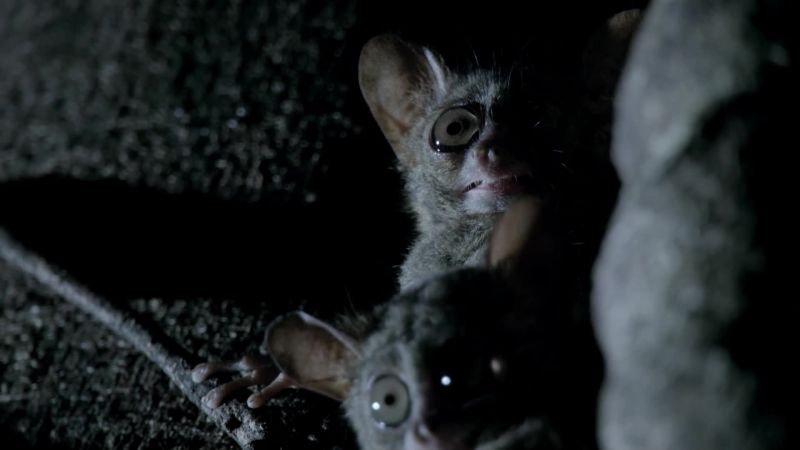 Spectral tarsiers