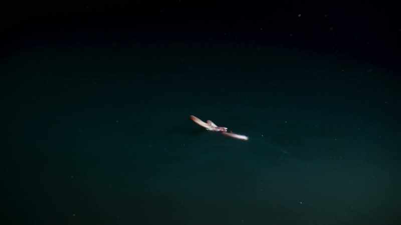 Spending too long in it can send an eel into toxic shock