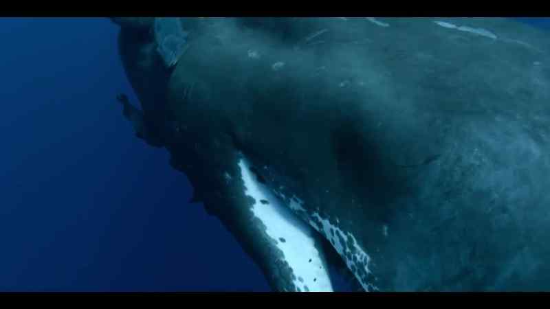 Sperm whales have the largest brains on the planet