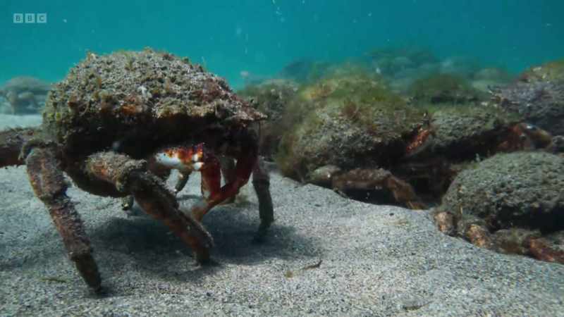 Spider crabs are normally solitary