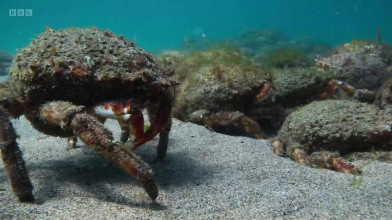 Spider crabs are normally solitary