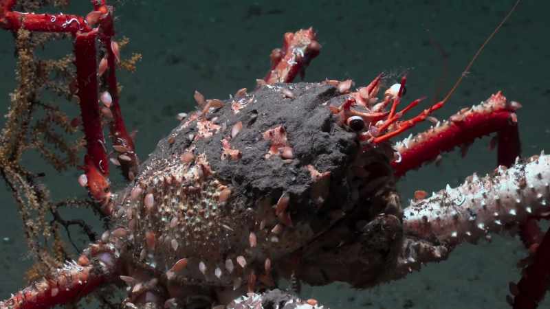 Spider crabs carrying coral in their hind legs
