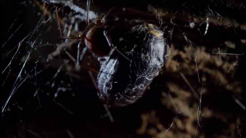 Spider silk is as stretchy as elastic