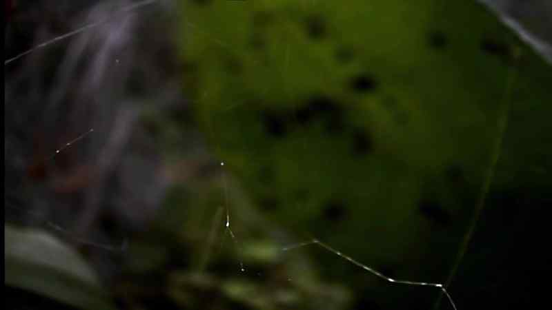 Spiders are usually solitary