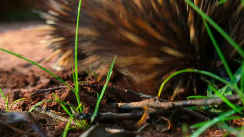 Spines, and a long, sticky tongue