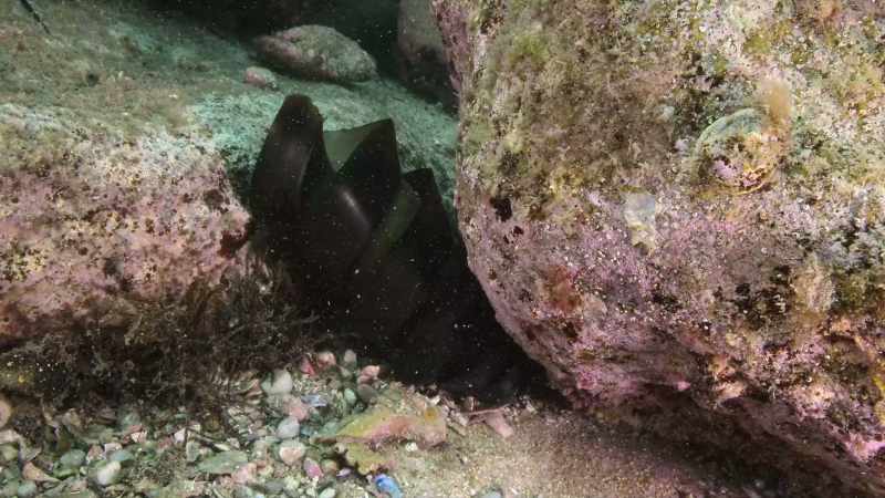 Spre deosebire de puii de Port Jackson