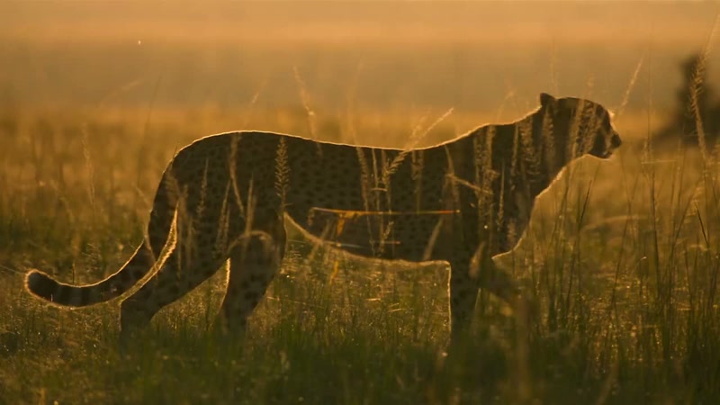 'Spring can be a tough time for a cheetah mum