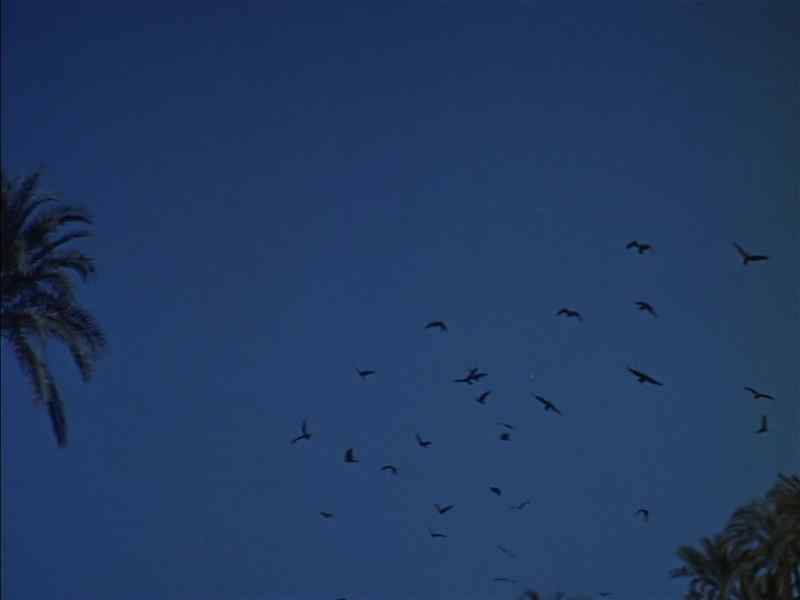 [ Squawking ]