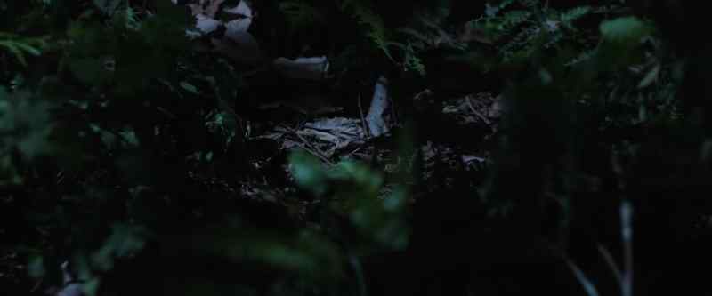 [squawking]