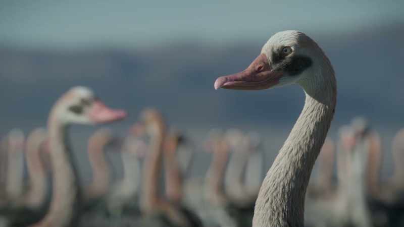 [squawking]