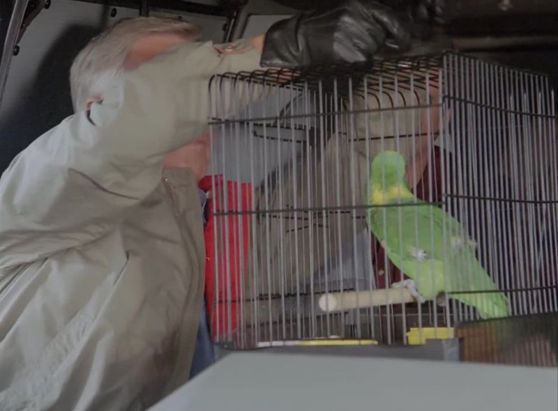 [squawking]