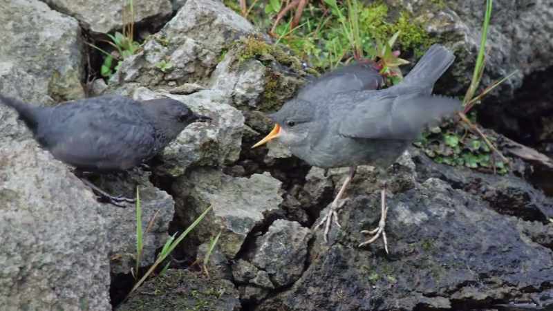 [squawking]