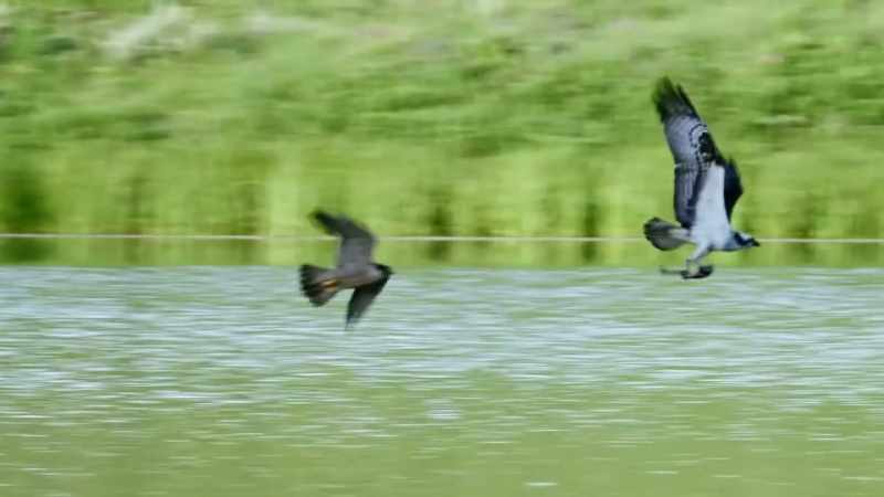 [squawking]