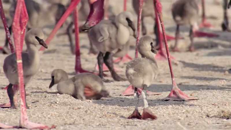 [squawking]