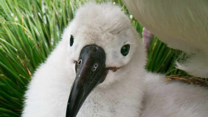 (SQUAWKING)