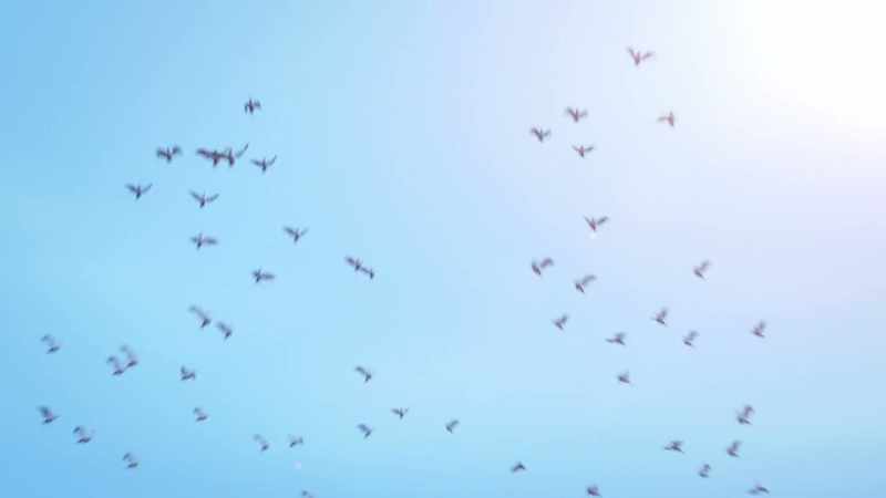 [SQUAWKING]