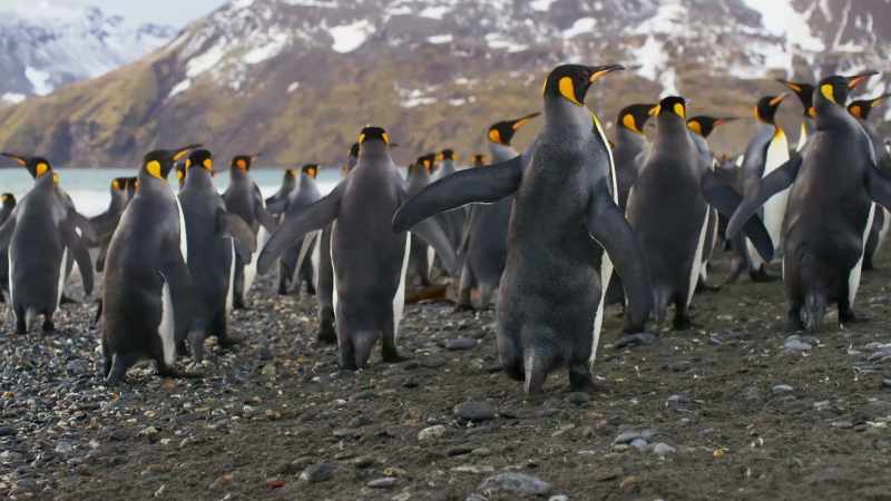 (SQUAWKING)