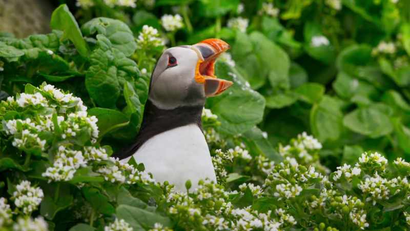 (SQUAWKING)