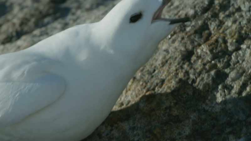 SQUAWKS