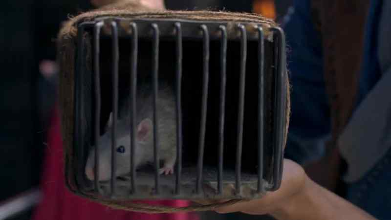 [ squeaking ] - Go on