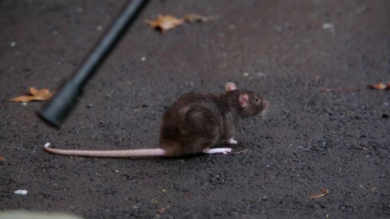 (SQUEAKING)