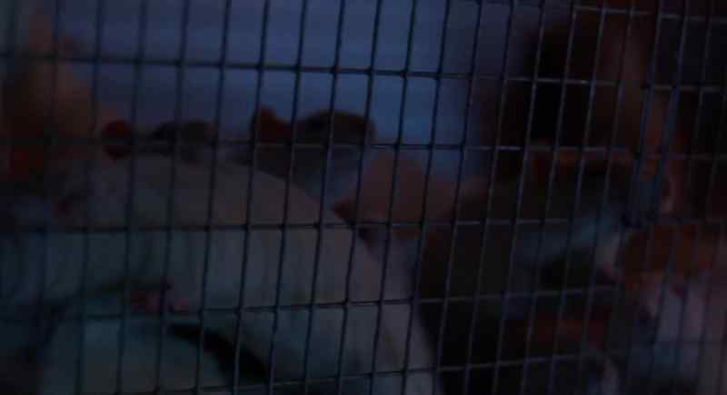 [Squeaking]