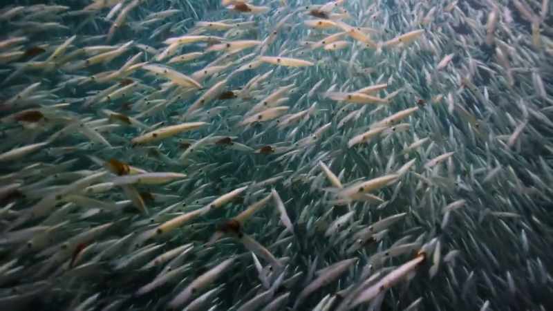 Squid are increasingly replacing fish