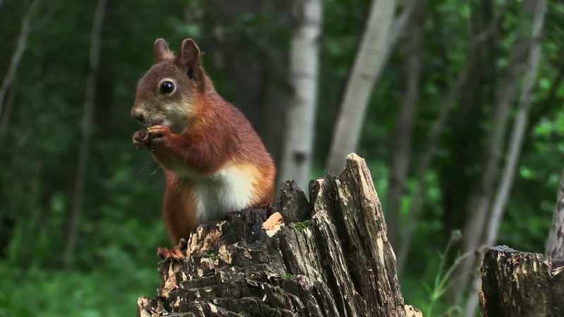 [squirrel chirps happily]