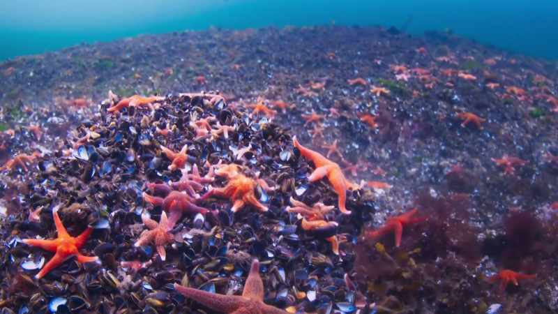 Starfish are the first to respond