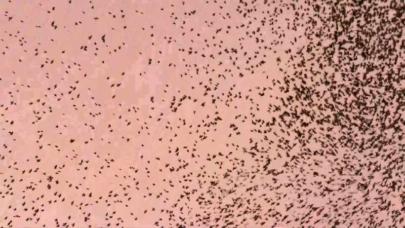 Starlings barely reach 50 miles an hour