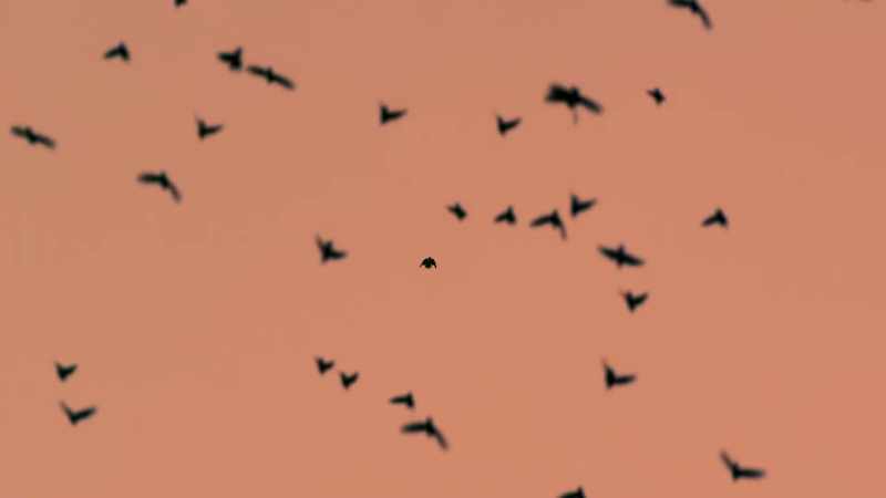 Starlings process visual cues much quicker than humans